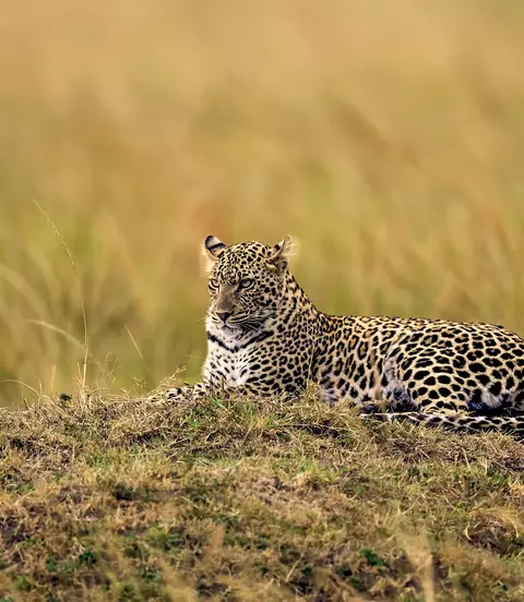 The African leopard in the Moremi Game Reserve