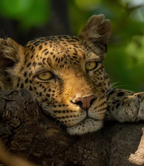 Leopard sitting in a tree in Chobe National Park - Botswana