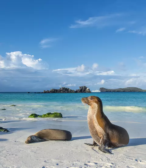 Galapagos sea lions (Zalophus wollebaeki) are sunbathing in the last sunlight at the beach of Espanola island, Galapagos Islands in the Pacific Ocean. 