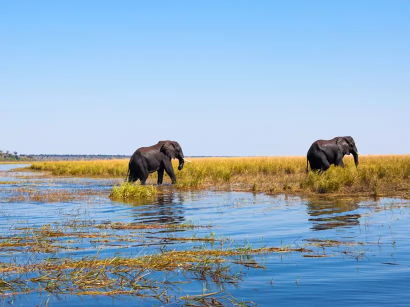 Capture the moment as you watch elephants walking out of the river Chobe