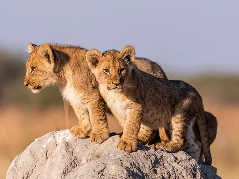 View the joy of innocence through young wildlife