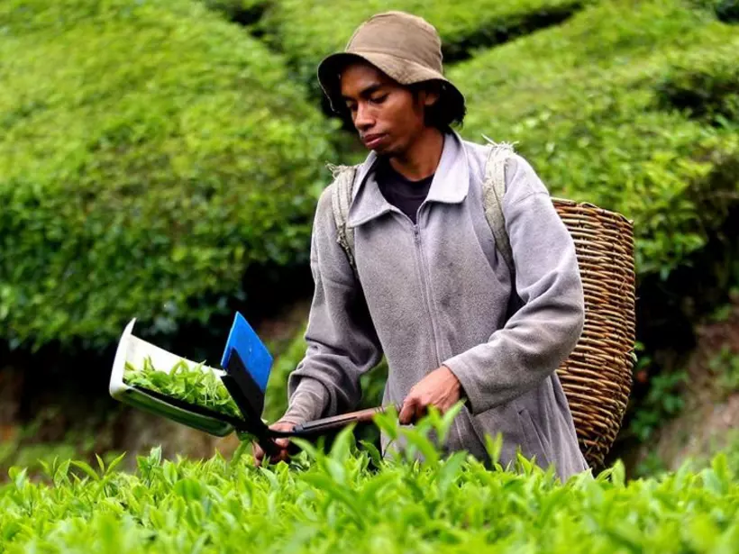 Harvesting tea leaves
