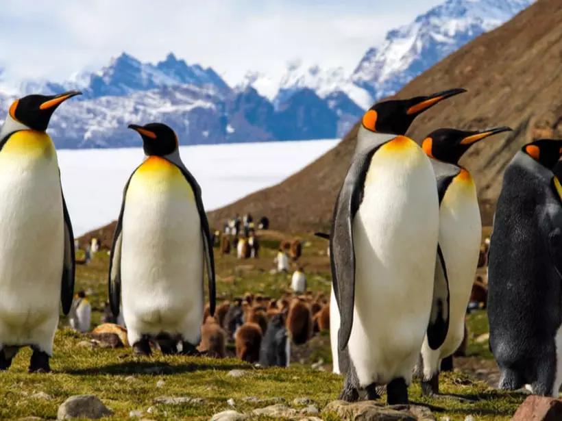 King Penguins on South Georgia Island