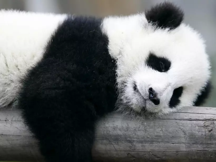 A tough day at the Panda Breeding Research Centre for some, but a great photo opportunity for others on their China tour.