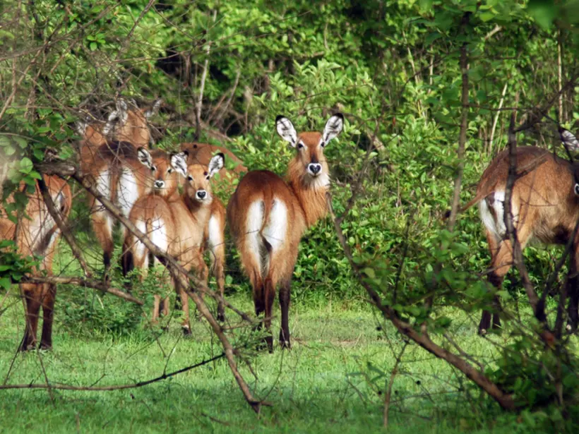 herd