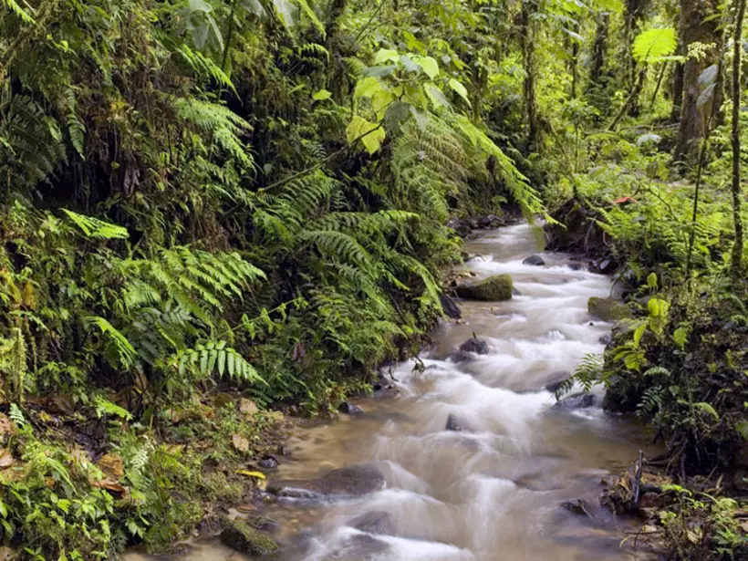 The Cloudforest