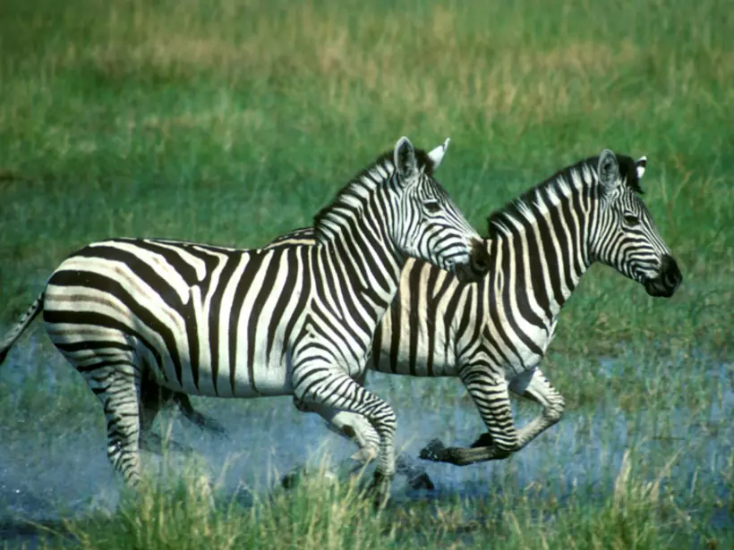 Plains Zebra running in water is always a popular photo opportunity while on your Linyanti Wildlife Reserve Safari