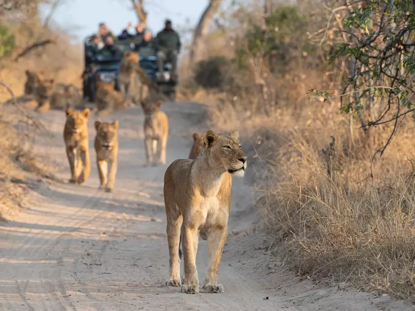 Lions are just one of the "big 5" you can expect to see on safari in South Africa 